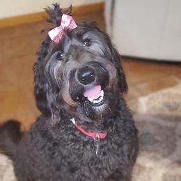 Double Doodles and Labradoodles from Superdoodles of San Antonio