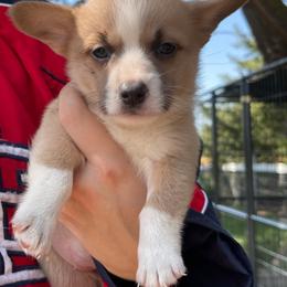 Pembroke Welsh Corgi Puppies from Chase Em All Corgis