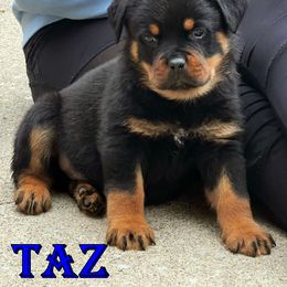 Pomsky, Rottweiler, Shetland Sheepdog, and Toy Shetland Sheepdog Puppies from Mountain High Kennels