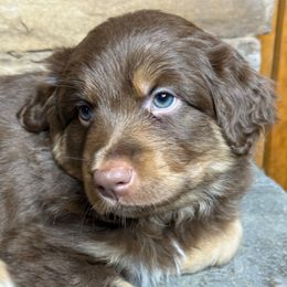 Oak - Red tri male Miniature Australian Shepherd puppy in Mc Lean, Illinois from Kickapoo Creek Toy & Mini Aussies