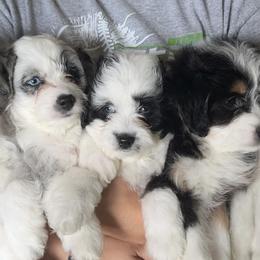 Aussiedoodles from Mini AussieDoodles on Meadow Lane