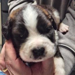 Girl 4 - Brown and white female Saint Bernard puppy in Clover, South Carolina from Sweetest Saints