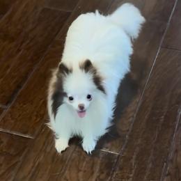 May - Pomeranian
