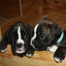 Boxer Puppies from Boxkarr Boxers
