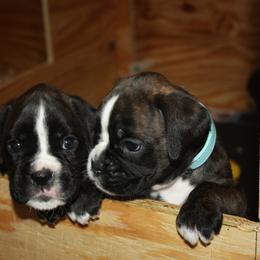Boxer Puppies from Boxkarr Boxers