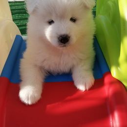 Samoyed Puppies from Seaside Samoyeds