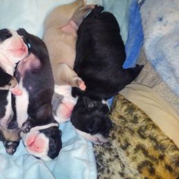 Bulldog and French Bulldog Puppies from Bullwrinklz