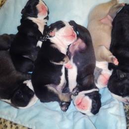 Bulldog and French Bulldog Puppies from Bullwrinklz