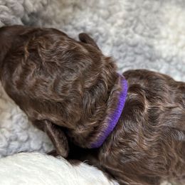 Purple collar Girl - Brown female Spanish Water Dog puppy in Clementon, New Jersey from PitterPatterPuppiesNJ