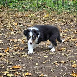 Rain - Tri-color female Border Collie puppy in Menasha, Wisconsin from Little Rose Retrievers