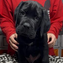 Black male - Black male Cane Corso puppy in Clewiston, Florida from Far From Average Kennels