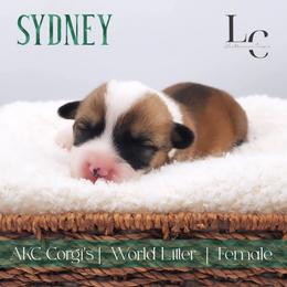 Sydney - Sable female Pembroke Welsh Corgi puppy in Pine Village, Indiana from NL Horsemanship