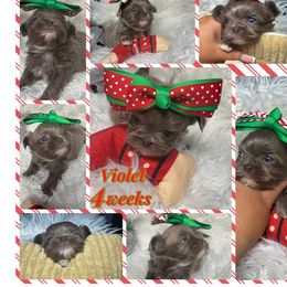 Violet - Lilac female Shih Tzu puppy in Coolidge, Arizona from Shih Tzu’s  ‘N’ Love