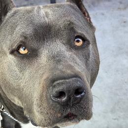 American Bullies from Shock-N-Aw Bullies
