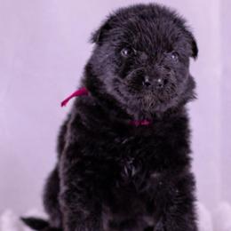 Pink Collar - Black female German Shepherd puppy in Plumas Lake, California from Zwinger Vom Greifjäger