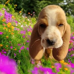 Dark Blue (Previously White) - Lemon and white male Basset Hound puppy in Lucerne Valley, California from Seussorie of Puddle Pups