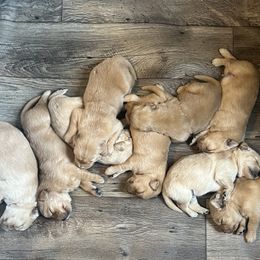 Golden Retriever Puppies from Lake Champlain Goldens