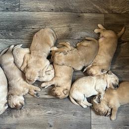 Golden Retriever Puppies from Lake Champlain Goldens