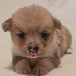 Lovebug - Red female Pembroke Welsh Corgi puppy in Tomball, Texas from Larsen Loved Corgis