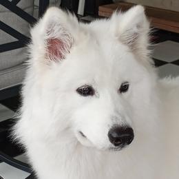 Siena - Samoyed