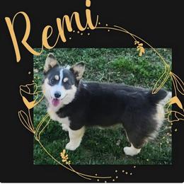 Remi - Blue female Pembroke Welsh Corgi puppy in Mouth Of Wilson, Virginia from Holly Ridge Aussies, Aussiedoodles & Corgis