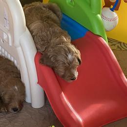 Goldendoodle Puppies from Beck Kennel