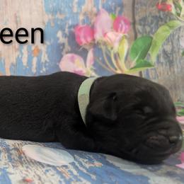 Mr Green - Black male Labrador Retriever puppy in Lebanon, Pennsylvania from Robertson's Retrievers and Doodles
