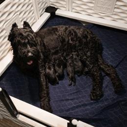 Giovanni von Copper Cottage - Black male Giant Schnauzer puppy in Helena, Alabama from The Copper Cottage Canines LLC