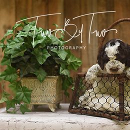 Lagotto Romagnolo Puppies from Two By Two Lagotto