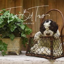 Lagotto Romagnolo Puppies from Two By Two Lagotto
