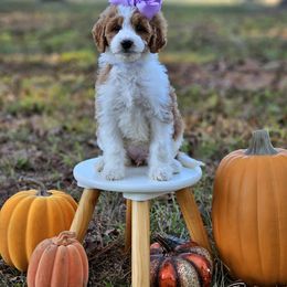 Bambi's Lilac - Parti female Goldendoodle puppy in Kountze, Texas from Texas Doodles LLC