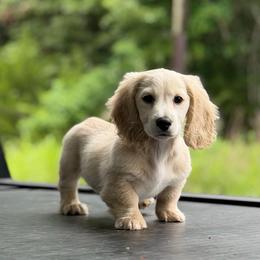Cream Longhair Boy Ready To Go - Cream male Dachshund puppy in Pauls Valley, Oklahoma from Simply Happy Dachshunds