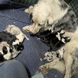 Australian Shepherd and Great Dane Puppies from AEW Farm