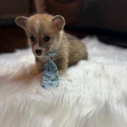 White Collar - Red male Pembroke Welsh Corgi puppy in Abingdon, Virginia from Em-K Kennels