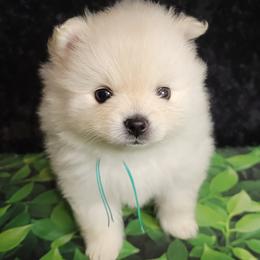 AKC DENVER - MALE - Cream male Pomeranian puppy in Bolivia, North Carolina from Red Wagon Pomeranians