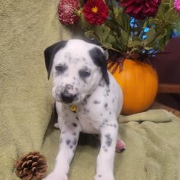 Archer (LUA) - White and black male Dalmatian puppy in Grant, Michigan from Savannah Woltanski