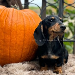 Dachshund Puppies from Little Legs Miniature Dachshunds