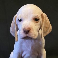 Braque du Bourbonnais puppies from Steady Wind Braque du Bourbonnais Pointers
