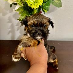 Yellow - Black and tan male Shorkie puppy in Albemarle, North Carolina from Wilson Kennel