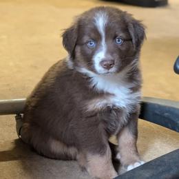 Indie - Red tri female Miniature Australian Shepherd puppy in Crockett, Texas from Pleasant Grove Aussies