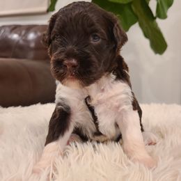 Cali - Portuguese Water Dog puppy from Gulf Coast Puppies