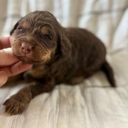 Fern- red collar - Phantom female Bernedoodle puppy in Colorado Springs, Colorado from Mercy Mountain Bernedoodles