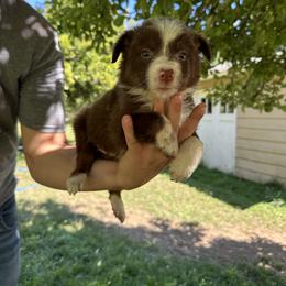 Border Collie Puppies from Athena’s Collies