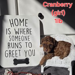Cranberry - Sable female Poodle puppy in Taylors, South Carolina from Sosebees toy & mini poodles