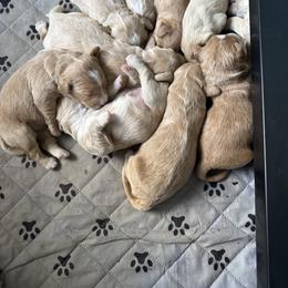 Aussiedoodle and Goldendoodle Puppies from Classic City Doodles