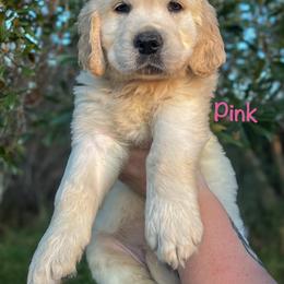 Golden Retriever Puppies from CentralFLGoldens