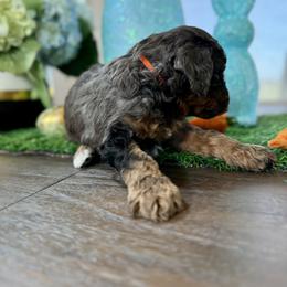 Orange collar - Merle male Cavapoo puppy in Indiahoma, Oklahoma from Farm Fresh Doodles