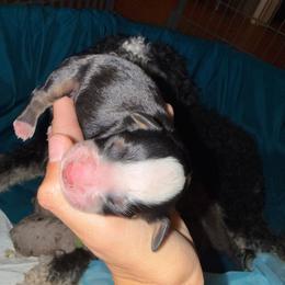 Yellow Girl - Tri-color female Bernedoodle puppy in High Point, North Carolina from Full Hands Farm