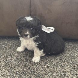 Girl 1 - Brown and white female Aussiedoodle puppy in Junction, Utah from Sugar Doodles