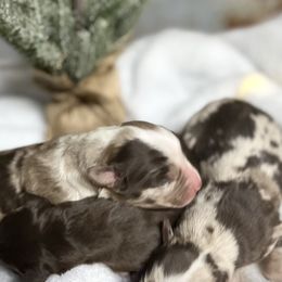 Australian Shepherds from Diamond B Doodles